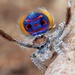 Coastal Peacock Spider - Photo (c) Jurgen Otto, some rights reserved (CC BY-NC-ND)