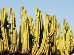 Myrtillocactus schenckii