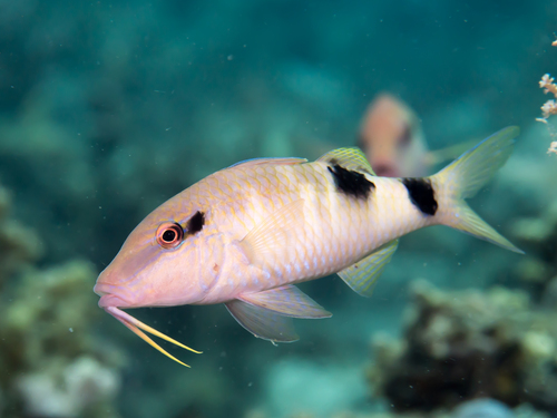 Manybar Goatfish