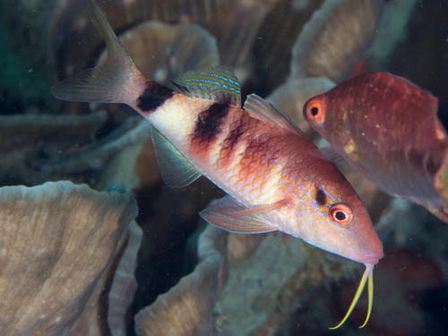 Manybar Goatfish