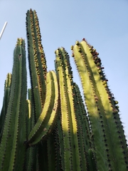 Myrtillocactus schenckii