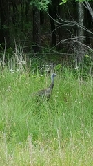 Meleagris gallopavo intermedia