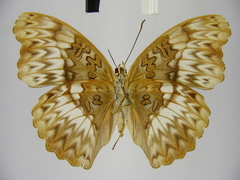 Cymothoe excelsa regisleopoldi