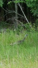 Meleagris gallopavo intermedia