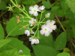 Phacelia purshii