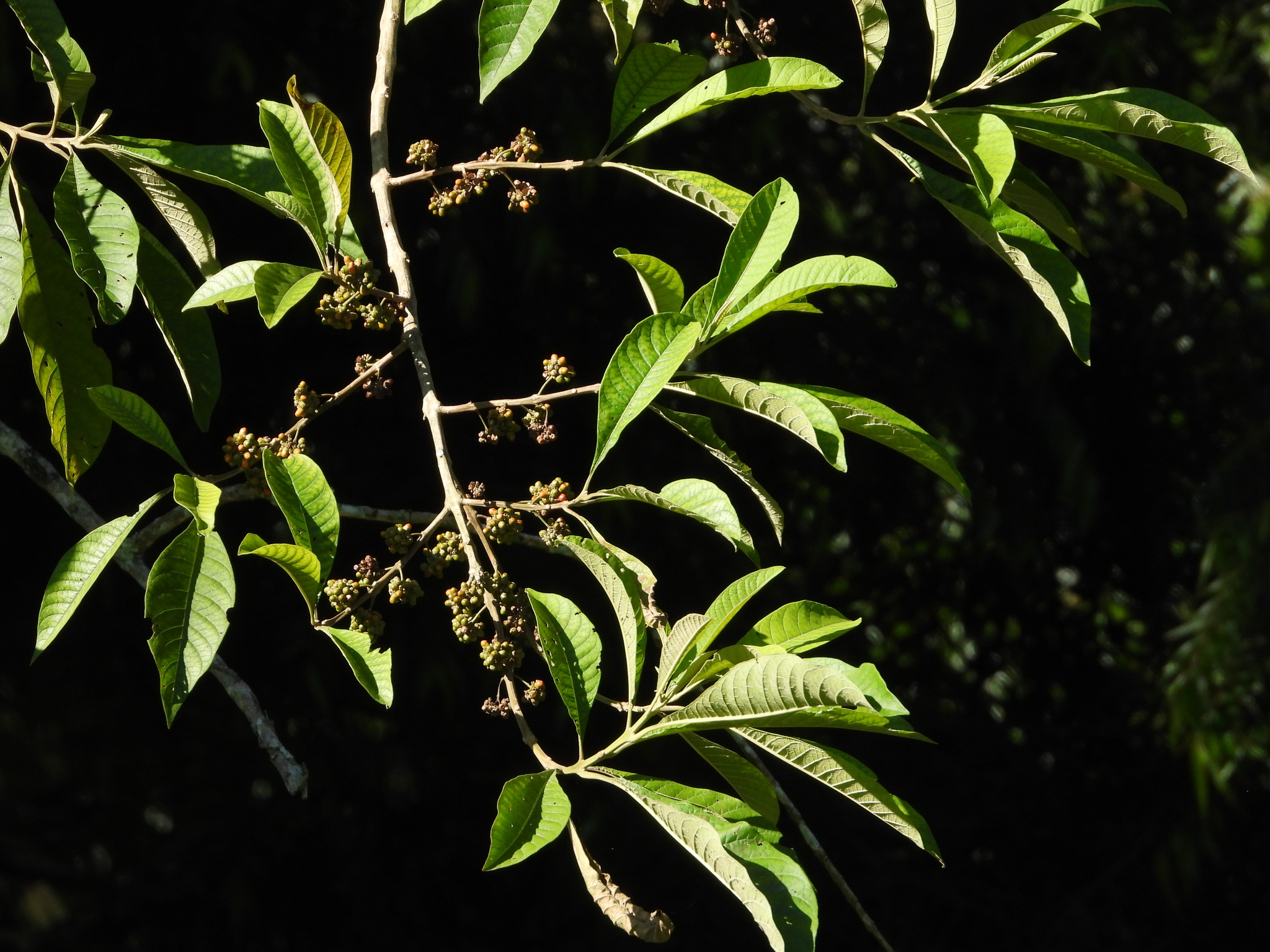 Aegiphila verticillata