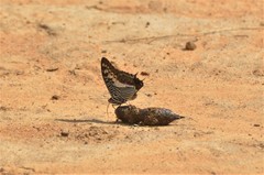 Charaxes castor flavifasciatus