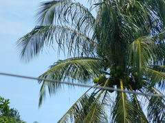 Cocos nucifera
