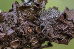 Philodromus emarginatus