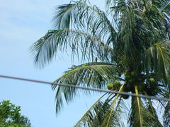 Acridotheres tristis