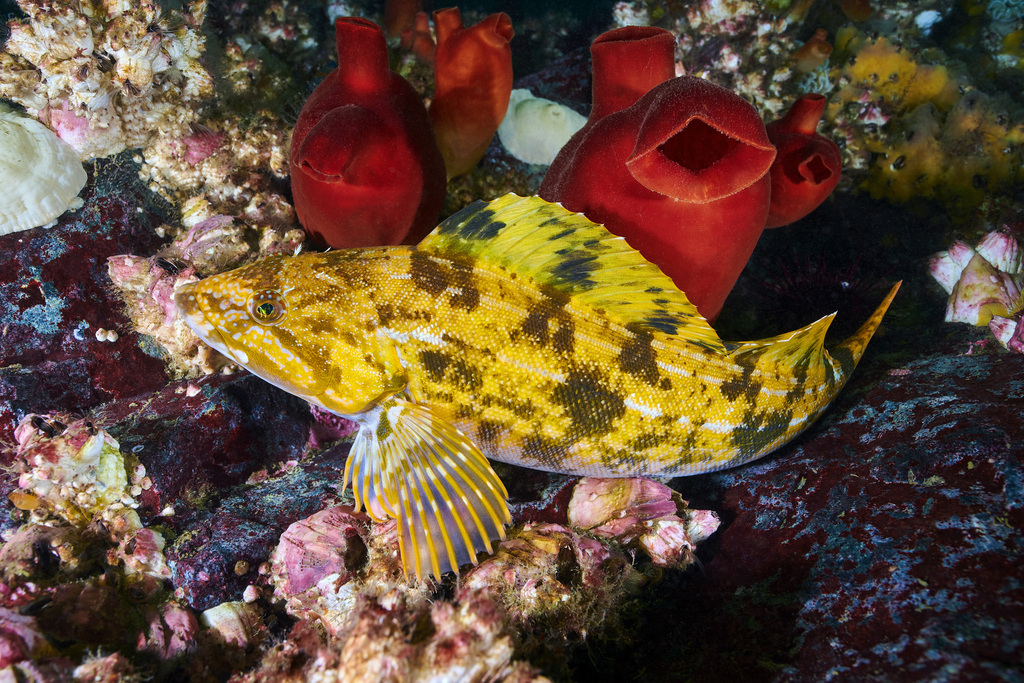 Fat Greenling