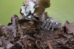 Philodromus emarginatus