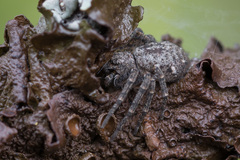 Philodromus emarginatus