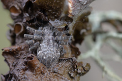 Philodromus emarginatus