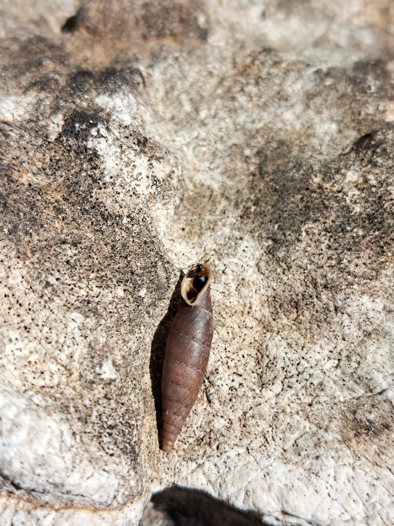 Siciliaria septemplicata