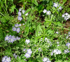 Phacelia purshii