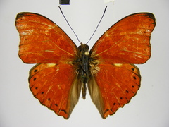 Cymothoe excelsa regisleopoldi