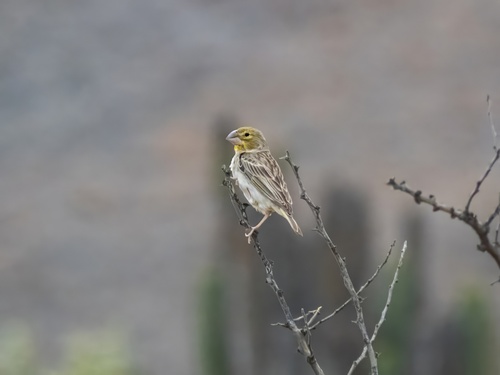 Sulphur-throated Finch (Sicalis taczanowskii)