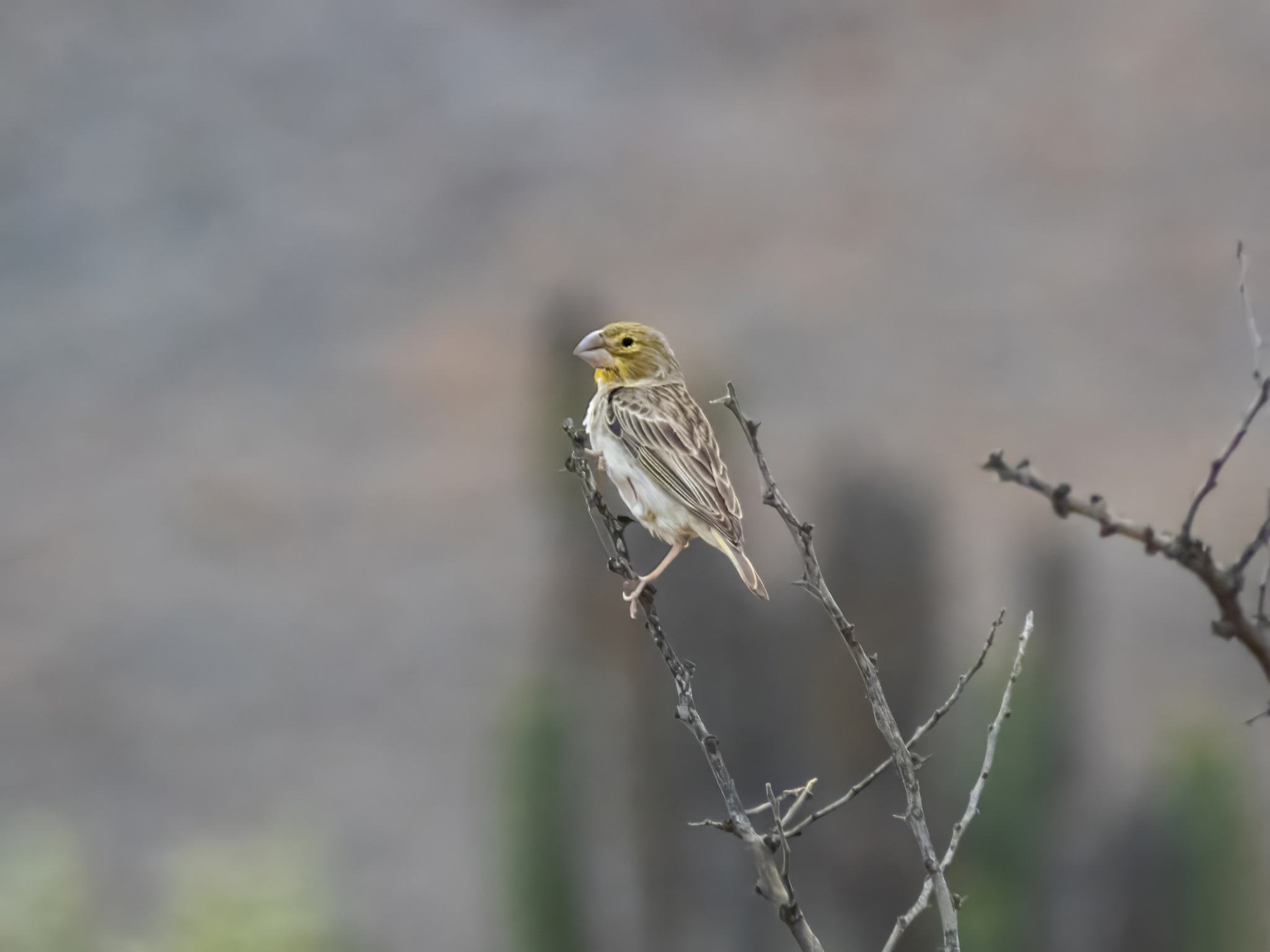 Sulphur-throated Finch (Sicalis taczanowskii), photo 2