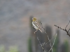 Sulphur-Throated Finch photo 1