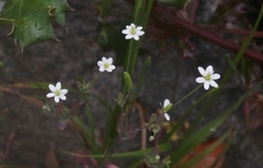 Meconella denticulata