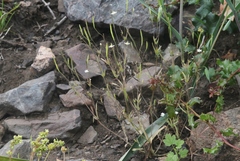 Meconella denticulata