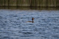 Podiceps cristatus