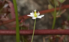 Meconella denticulata
