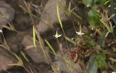 Meconella denticulata