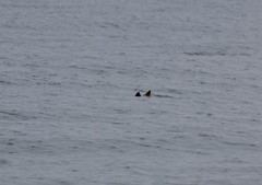 Rhinoptera steindachneri