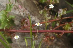 Meconella denticulata