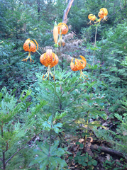 Lilium humboldtii