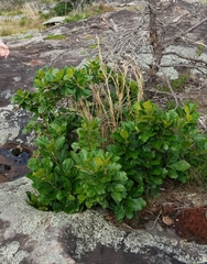 Quercus boyntonii