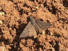 Erynnis propertius