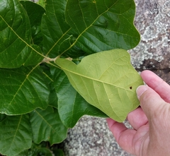 Quercus boyntonii