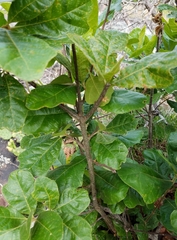 Quercus boyntonii