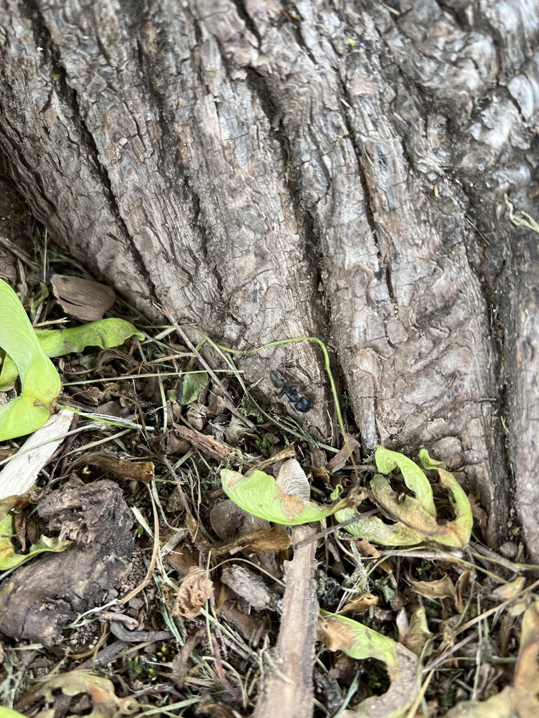Eastern Black Carpenter Ant From N 13th Ave Manville NJ US On May 21 eastern-black-carpenter-ant-from-n-13th-ave-manville-nj-us-on-may-21