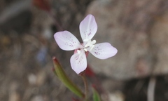 Clarkia similis