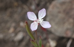 Clarkia similis