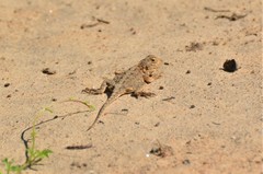 Agama armata