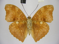 Cymothoe excelsa regisleopoldi