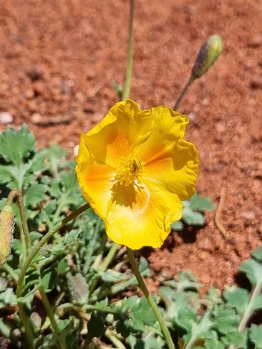 Photo of Glaucium squamigerum Kar. & Kir. (Glaucium squamigerum Kar. & Kir.)
