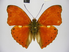 Cymothoe excelsa regisleopoldi