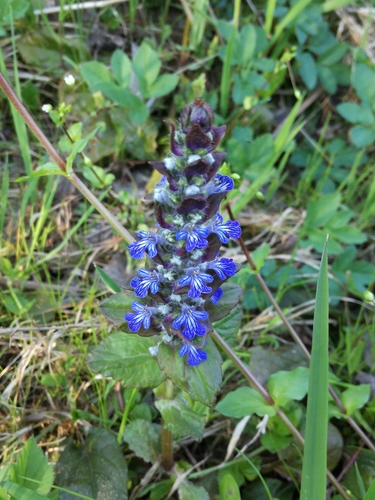 zbehovec plazivý (Ajuga reptans)