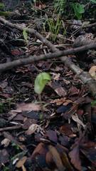 Pterostylis brumalis