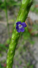 Stachytarpheta angustifolia