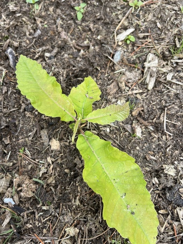 Sweet chestnut (Castanea sativa)