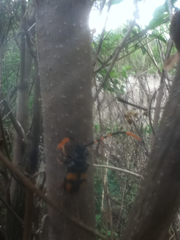 Dendrobias mandibularis