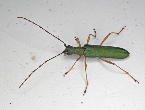 Cerulean Long-horned Beetle