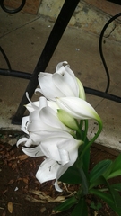 Crinum jagus
